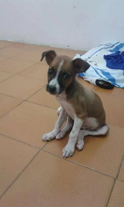 Cachorro ra a Vira lata idade 2 a 6 meses nome Laura