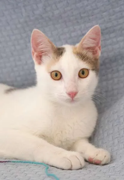 Gato ra a SRD idade 2 a 6 meses nome Branca