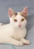 Branca