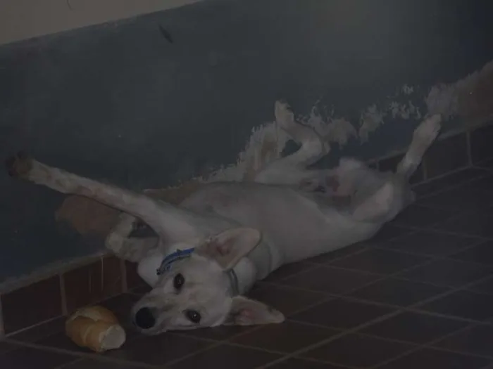 Cachorro ra a Vira-lata idade 1 ano nome Billy