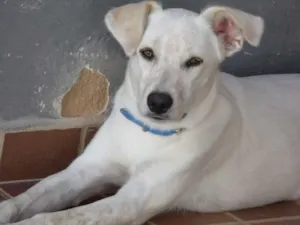 Cachorro raça Vira-lata idade 1 ano nome Billy