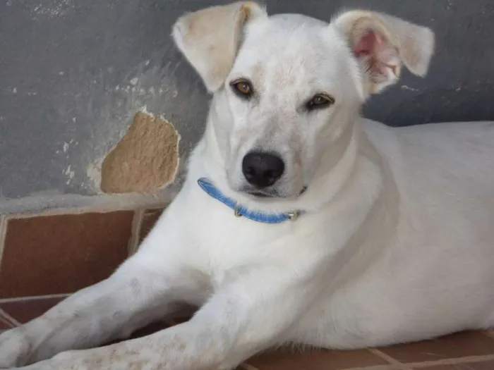 Cachorro ra a Vira-lata idade 1 ano nome Billy