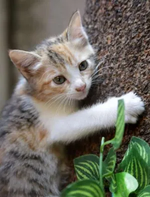 Gato raça SRD idade 2 a 6 meses nome Lilica