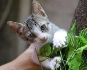 Gato raça SRD idade 2 a 6 meses nome Ringo