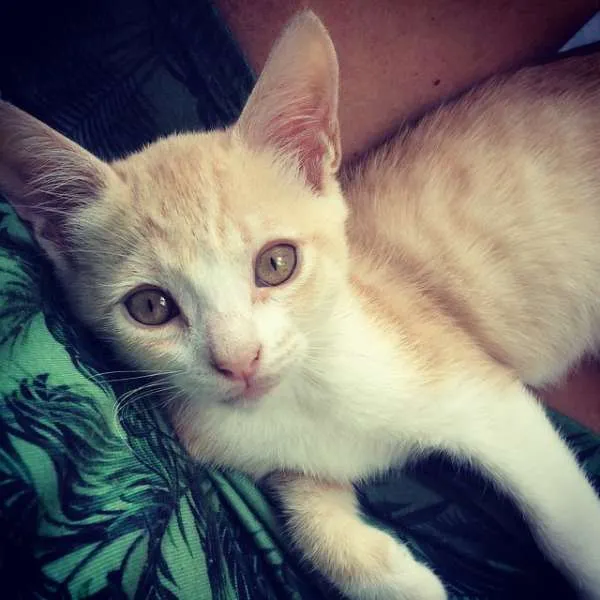 Gato ra a SRD idade 2 a 6 meses nome Serelepe