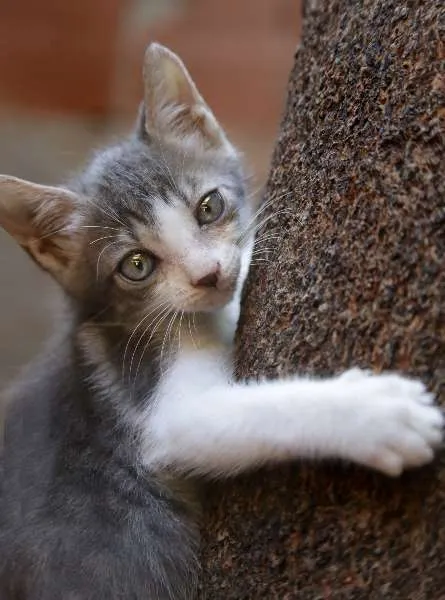 Gato ra a SRD idade 2 a 6 meses nome John