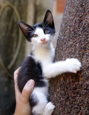Gato raça SRD idade 2 a 6 meses nome Napoleão