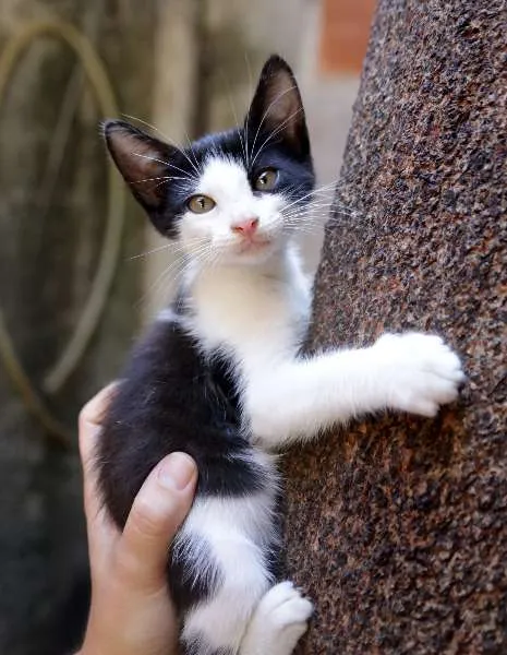Gato raça SRD idade 2 a 6 meses nome Napoleão