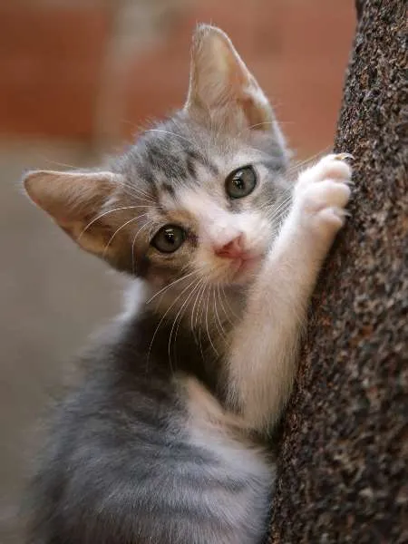 Gato raça SRD idade 2 a 6 meses nome Paul