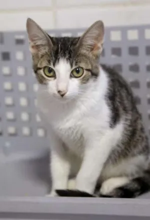 Gato raça SRD idade 2 a 6 meses nome Roi