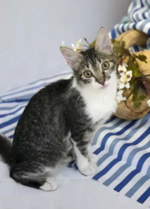 Gato raça SRD idade 2 a 6 meses nome Marion