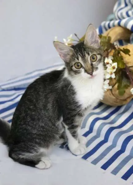 Gato raça SRD idade 2 a 6 meses nome Marion