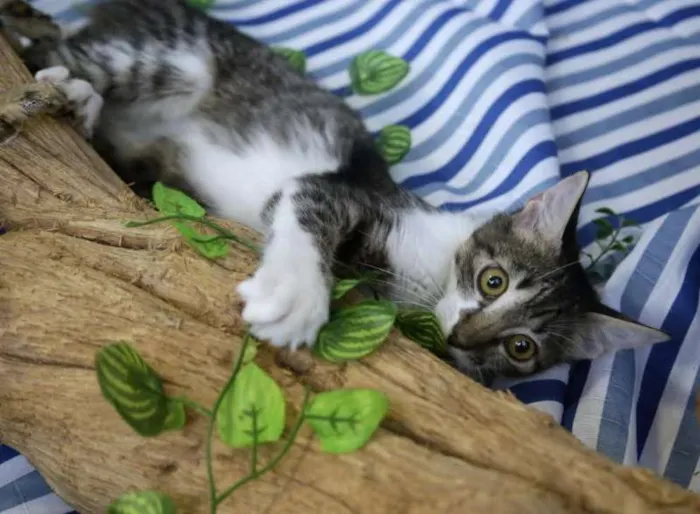 Gato raça SRD idade 2 a 6 meses nome Marion