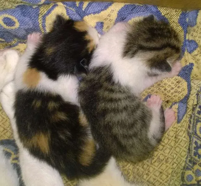 Gato raça srd idade Abaixo de 2 meses nome Ja foram adotados