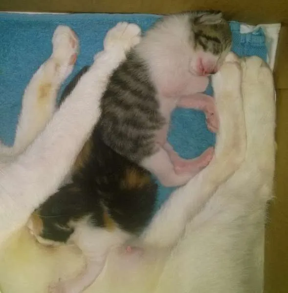 Gato raça srd idade Abaixo de 2 meses nome Ja foram adotados