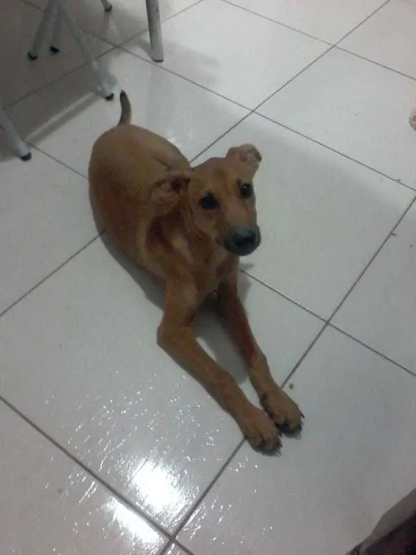 Cachorro ra a srd idade 2 a 6 meses nome nina
