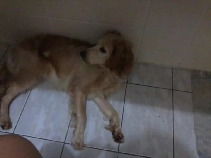 Cachorro ra a Cocker com desconhecido idade 7 a 11 meses nome Nina