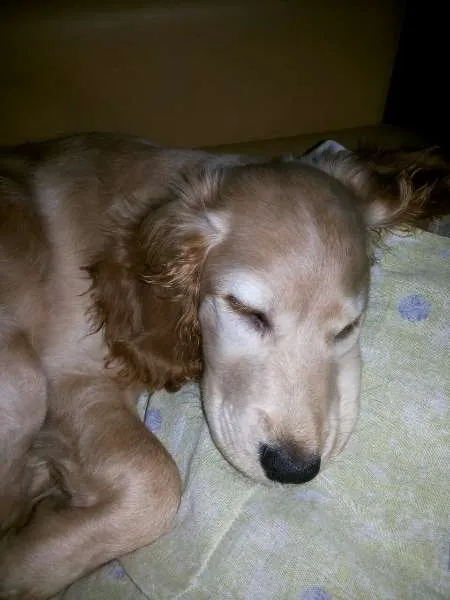 Cachorro ra a Cocker com desconhecido idade 7 a 11 meses nome Nina