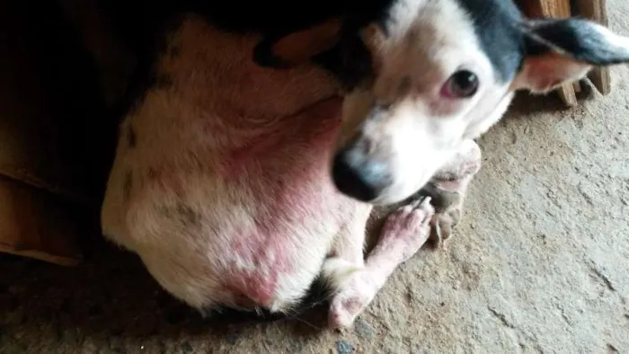 Cachorro ra a indefinida idade 5 anos nome Toinho