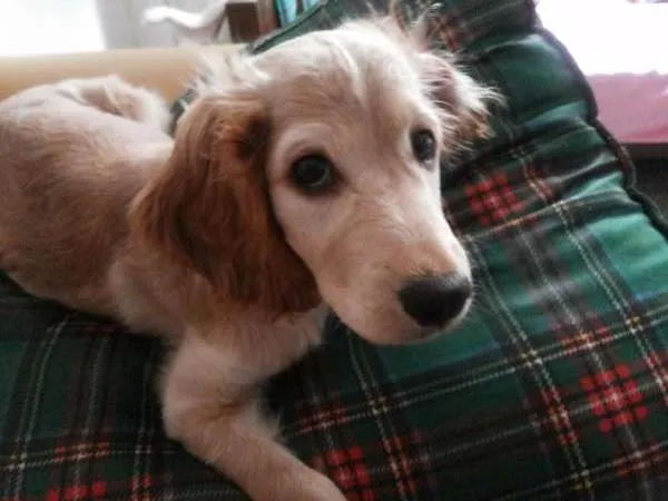Cachorro ra a Cocker com desconhecido idade 7 a 11 meses nome Nina