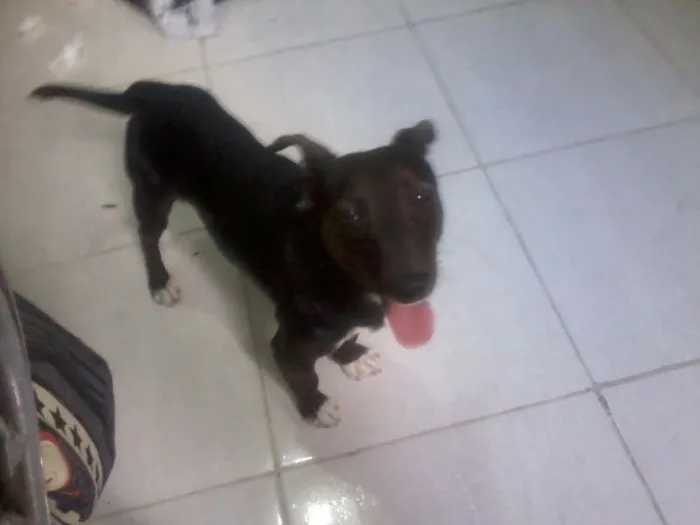 Cachorro ra a Vira lata idade 2 a 6 meses nome filhote