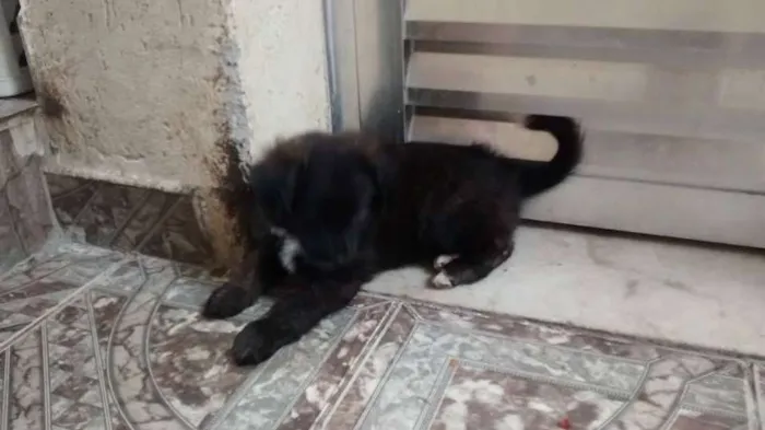 Cachorro ra a vira lata  idade 2 a 6 meses nome Zeus 