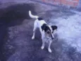 Snoopy