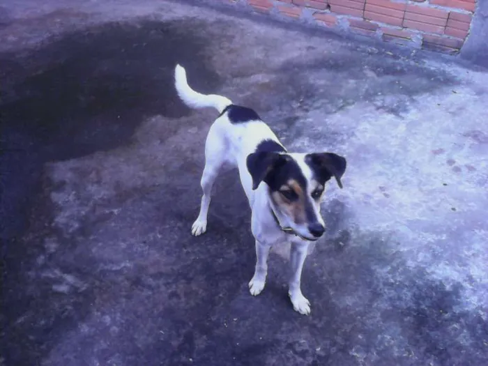 Cachorro ra a Misturado idade 1 ano nome Snoopy