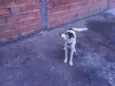 Snoopy