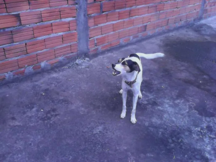 Cachorro ra a Misturado idade 1 ano nome Snoopy
