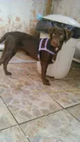 cacau