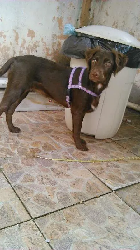 Cachorro raça vira-lata idade 7 a 11 meses nome cacau