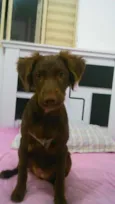 cacau