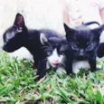 Gato