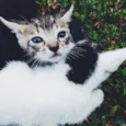 Gato