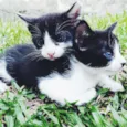 Gato