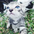 Gato