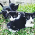 Gato