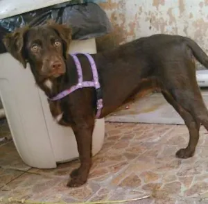 Cachorro raça vira-lata idade 7 a 11 meses nome cacau