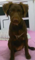 cacau