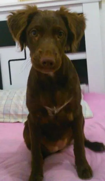 Cachorro raça vira-lata idade 7 a 11 meses nome cacau