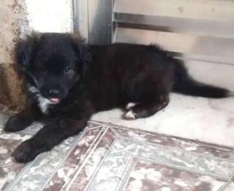 Cachorro ra a vira lata  idade 2 a 6 meses nome Zeus 