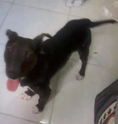 Cachorro ra a Vira lata idade 2 a 6 meses nome filhote