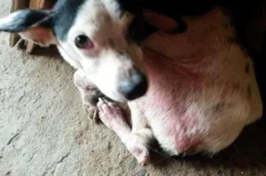 Cachorro raça indefinida idade 5 anos nome Toinho