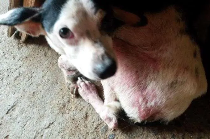 Cachorro ra a indefinida idade 5 anos nome Toinho
