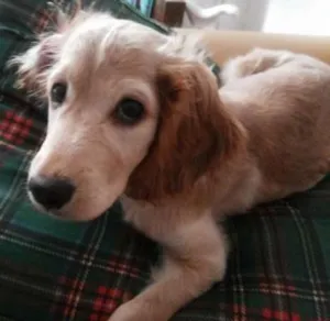 Cachorro raça Cocker com desconhecido idade 7 a 11 meses nome Nina