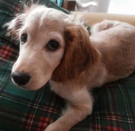 Cachorro ra a Cocker com desconhecido idade 7 a 11 meses nome Nina