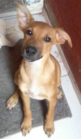 Cachorro ra a srd idade 2 a 6 meses nome nina