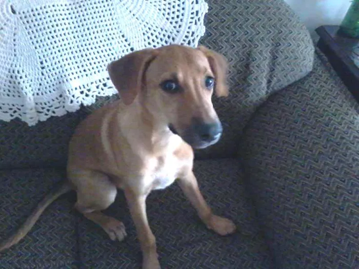 Cachorro ra a srd idade 2 a 6 meses nome nina