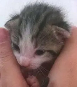 Gato raça srd idade Abaixo de 2 meses nome Ja foram adotados